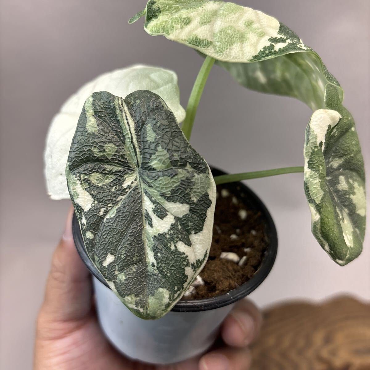 YO313Alocasia Melo Albo Variegated アロカシア メロ アルボ 斑入り