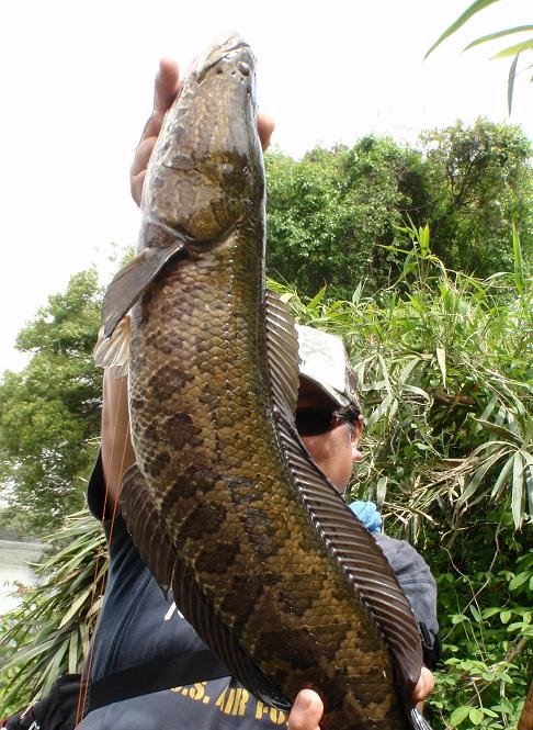 GW雷魚旅 : Honky Tonk Fishing!!